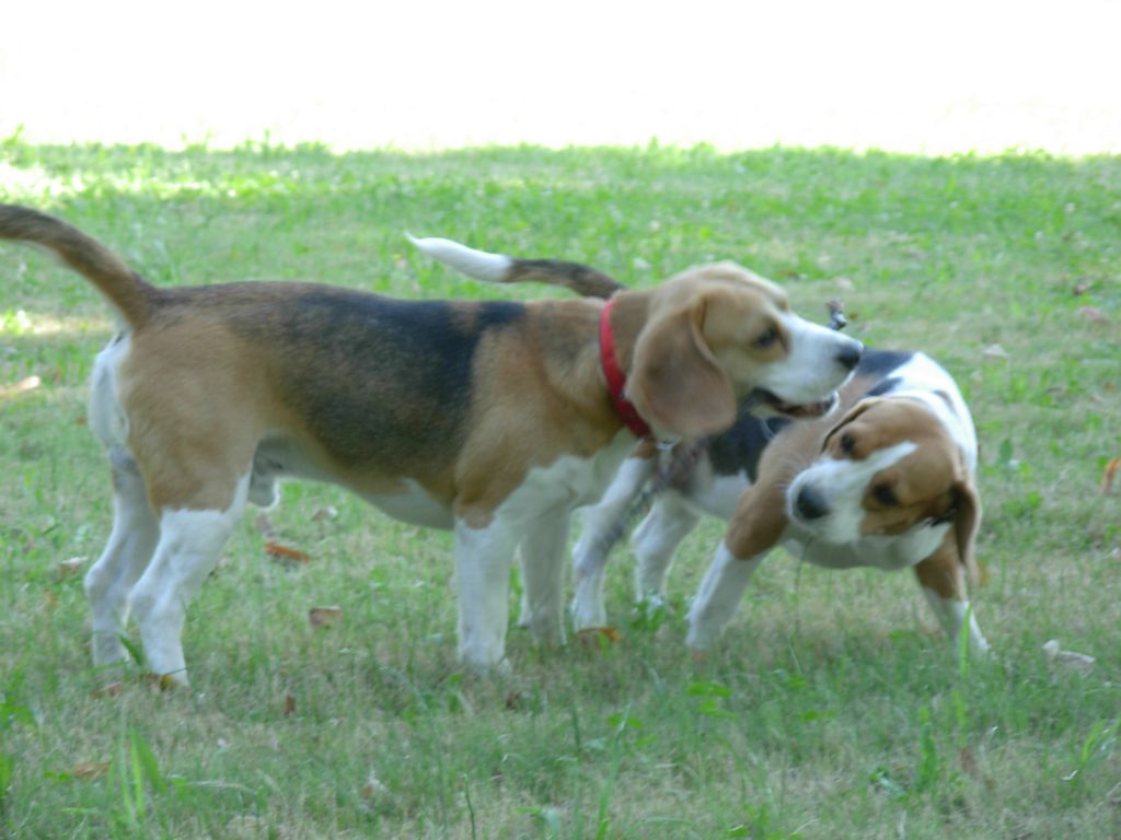 Teo e Nike
